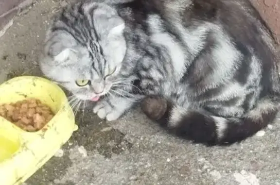 Найдена кошка, Уфа, фото: Кот найден на Кавказской, 26, Уфа