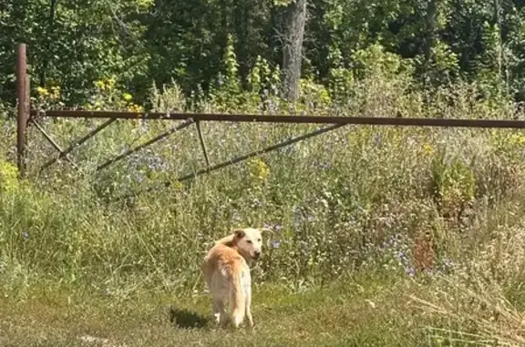 Найдена собака, Самара, фото: Собака на Волжском шоссе, Самара