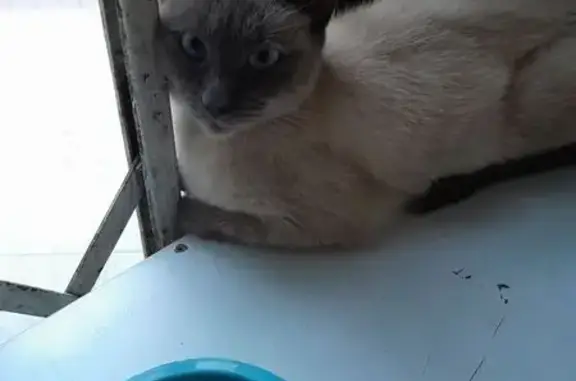 Кошка найдена: Гайдара 13А, Калининград