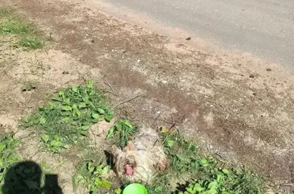 Найдена собака, , фото: Собака найдена в Будовском, Тверская обл.