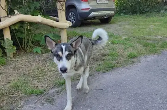 Собака найдена на ул. Кулагина, Томск