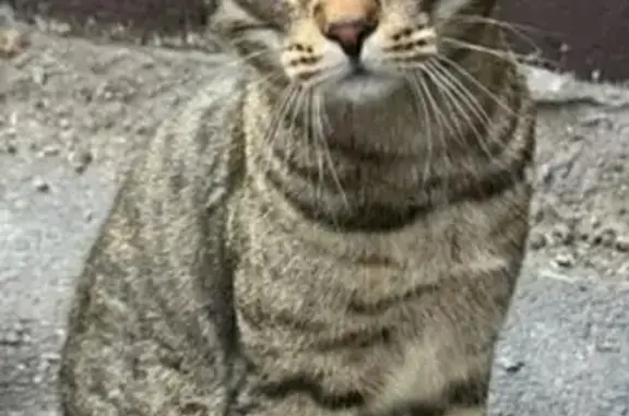 Найдена кошка, Новокузнецк, фото: Котик найден у пр. Кузнецкстроевский, 30