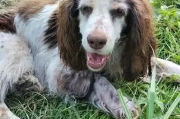 Найдена собака, Вологодская область, фото: Спаниель найден в п. Лиминский, Вологда