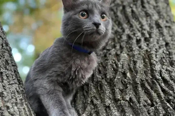 Кошки потеряшки, Луганск, фото: Потеряшка дымчатая кошка, Луганск, 40