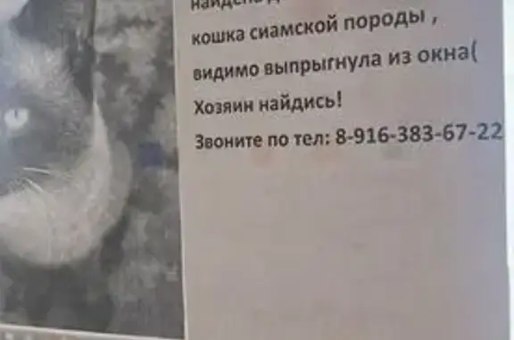 Сиамская кошка найдена, ул. Тухачевского