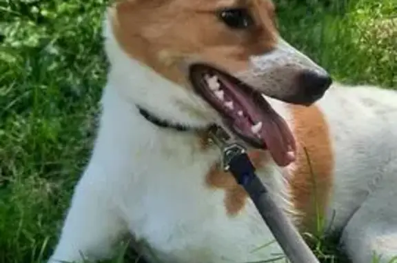 Собака найдена, ул. Десантников, СПб