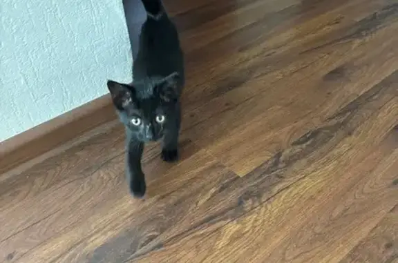 Найдена кошка, Ставрополь, фото: Черная кошка найдена: Рябиновый пр., 58