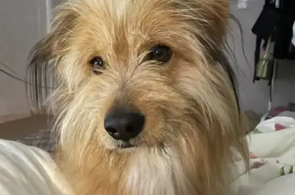 Собаки потеряшки, Тында, фото: Потеряшка собака, Северная Объездная, Тында