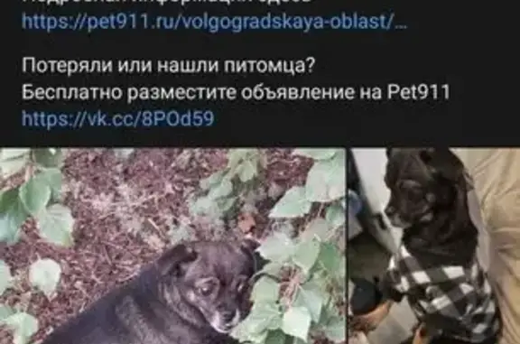 Пропала собака, Аллея Героев, Волгоград