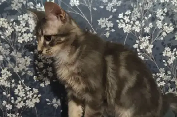 Пропала кошка, Кленовая ул., 7