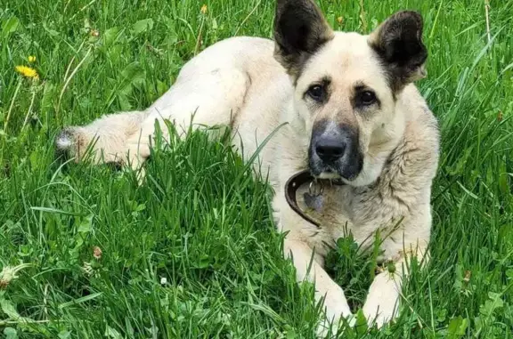 Пропала собака, Рождествено, Дачная 53 - photo