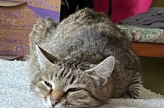 Кошки потеряшки, Свердловская область, фото: Потеряшка кошка, Новоуральск, Свердловск.