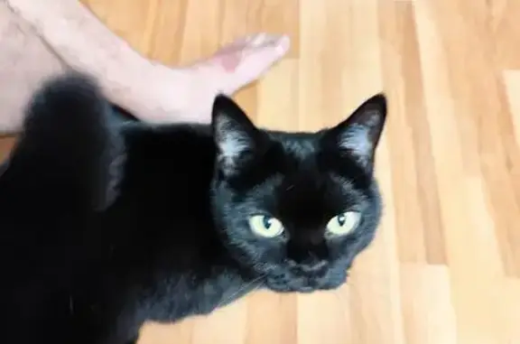 Пропала черная кошка, ул. Серова, 39