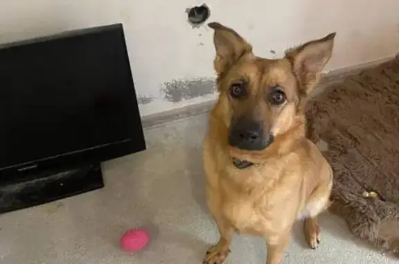 Найдена собака, Челябинск, фото: Найдена собака, Челябинск, Каслинская 26А