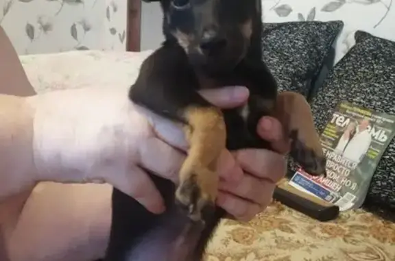 Собака найдена: ул. Шестакова, 4, Краснослободск