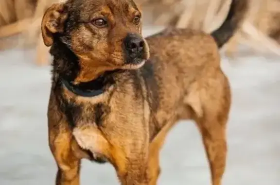 Собаки потеряшки, Москва, фото: Потеряшка собака: ул. Олеко Дундича, 32