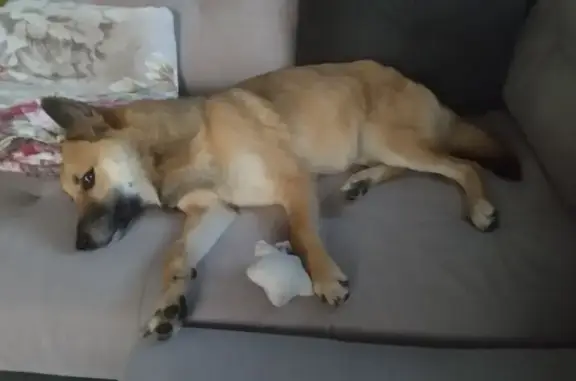 Найдена собака, Тульская область