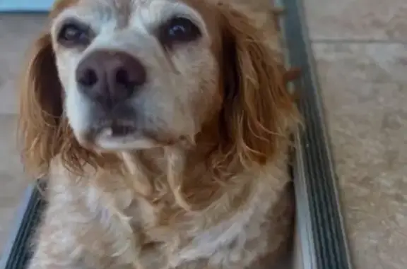 Собаки потеряшки, Артём, фото: Потеряшка собака на Иркутской улице, Артём