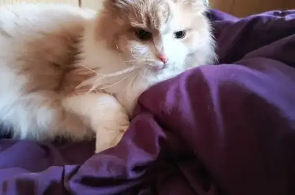 Пропала кошка, Владимирское, Нижегородская обл.