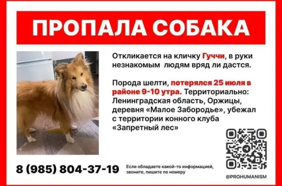 Собаки потеряшки, Ленинградская область, фото: Потеряшка шелти в Оржицком, Ленобласть