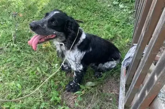 Найдена собака, Киреевск, фото: Собака найдена: ул. Равенства, Киреевск