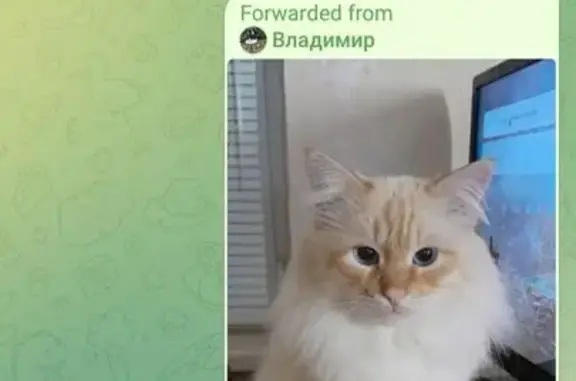 Кошки потеряшки, Валуйки, фото: Потеряшка белый кот, Валуйки, Транспортная ул.