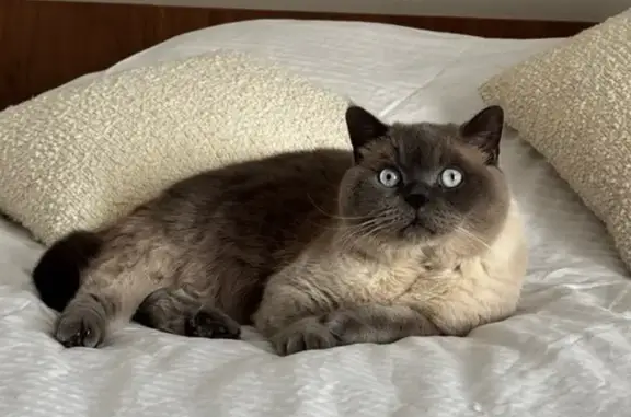 Пропала кошка, ул. Зворыкина, Сколково