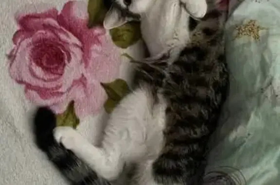 Кошки потеряшки, Кашира, фото: Потеряшка кошка, ул. Ленина, 4, Кашира