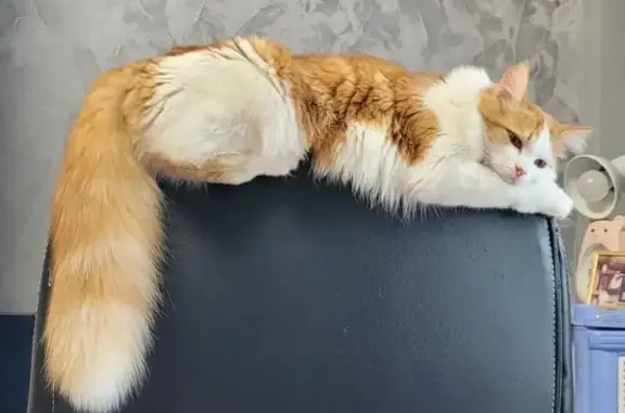 Кошки потеряшки, Красноярск, фото: Потеряшка кошка: ул. Гусарова, 53, Крск