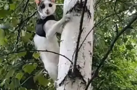 Найдена кошка, Новосибирск, фото: Белая с чёрным кошка найдена на Красном