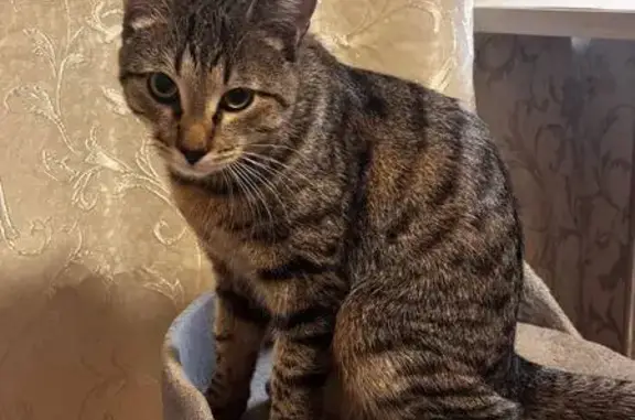 Пропала кошка, Юрия Беленогова 4, Кострома