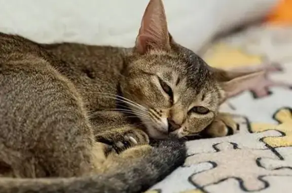 Кошки потеряшки, Челябинск, фото: Потеряшка кошка, Университетская Набережная