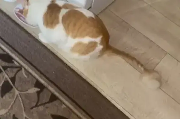 Найдена кошка на Широтной, 69, Тюмень