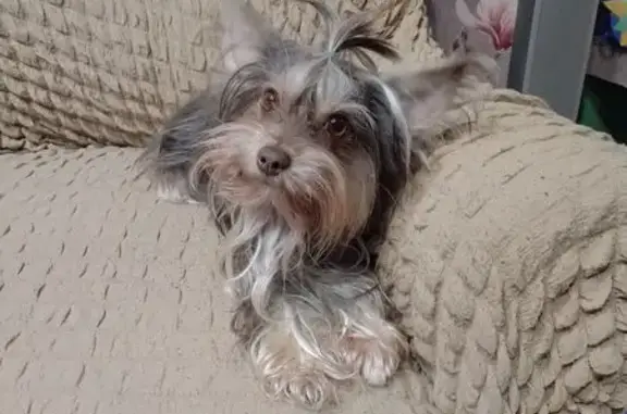 Пропала собака, Загорная ул., Высокое