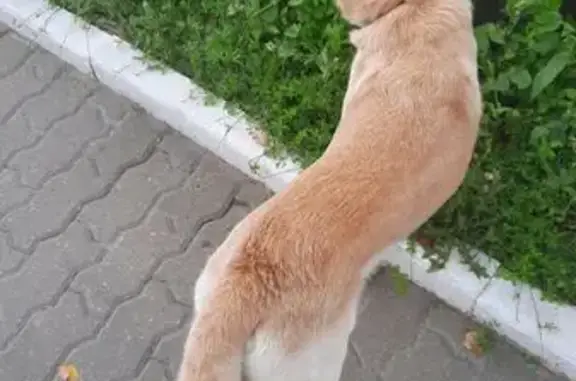 Собака найдена на Красноармейском, Тула