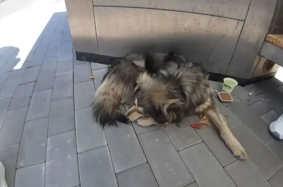 Собака найдена: ул. Лебедева, 6, Н. Новгород