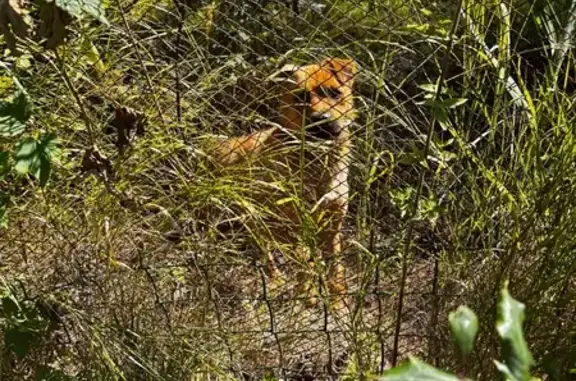 Собака найдена в СНТ, Московская область