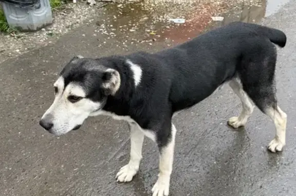 Найдена собака, Нижний Тагил, фото: Найдена собака, ул. Черных, Нижний Тагил