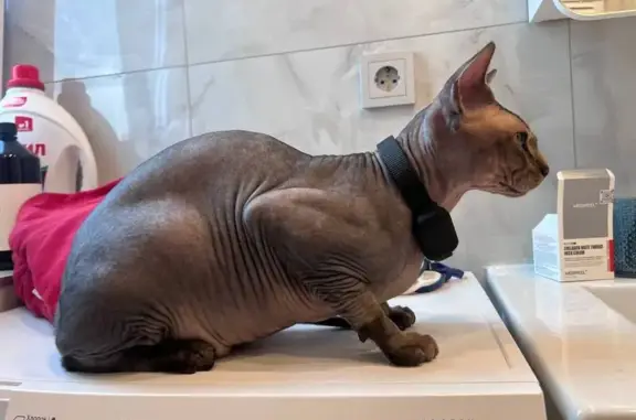 Найдена кошка, Парголово, фото: Кошка найдена: Вокзальное шоссе, 25 к3