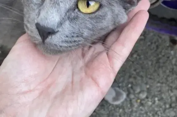 Найдена кошка, Краснодар, фото: Найдена кошка, ул. Селезнёва 88/1, Краснодар