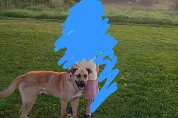 Собака найдена в Супрутах, Тульская обл.