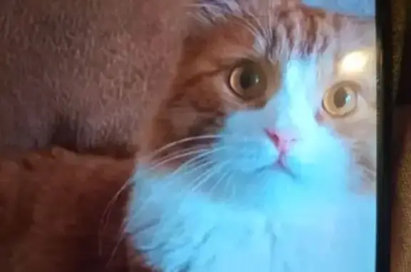 Кошки потеряшки, , фото: Потеряшка рыжая кошка, Комсомольская 25А