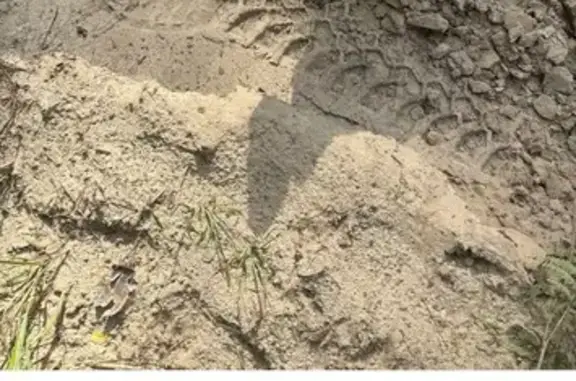 Собаки потеряшки, Марьинское, фото: Потеряшка собака в Марьинском поселении