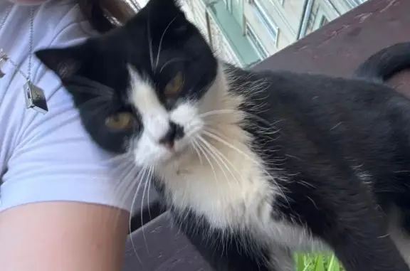 Ласковая кошка у Кинешемское ш., 29, Кострома