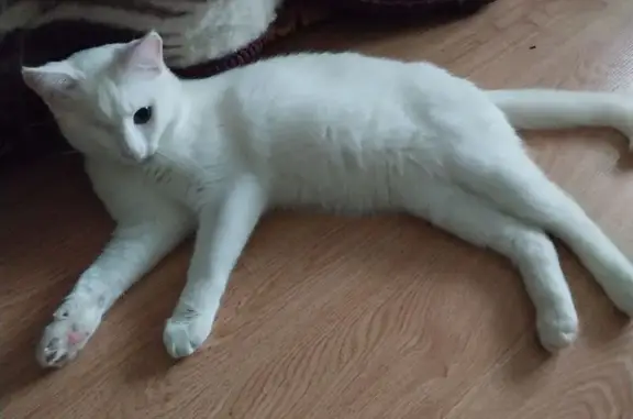 Кошки потеряшки, Смолевичи, фото: Потеряшка белый кот, Пионерская 6Б, Смолевичи