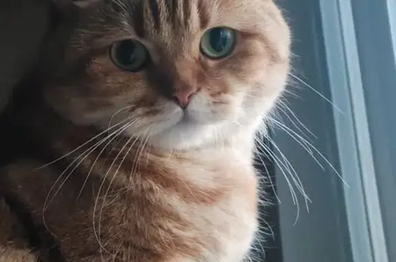 Кошки потеряшки, Московская область, фото: Потеряшка кошка, МО, д. Новые Сычики