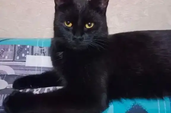 Кошки потеряшки, Комсомольск-на-Амуре, фото: Потеряшка черная кошка, пр. Победы 55/3