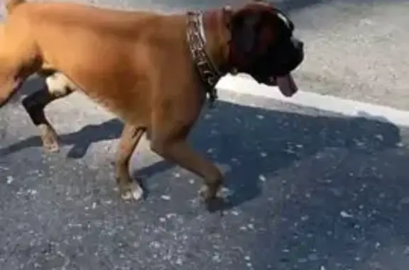 Найдена собака, Московская область, фото: Боксёр найден на дороге Опалиха О3 