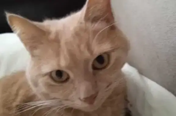 Кошки потеряшки, Энгельс, фото: Потеряшка кошка Муся, Волжский пр. 63а, Энгельс