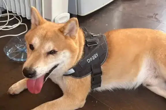 Найдена собака, Ленинградская область, фото: Собака найдена у Ладоги, Коккорево